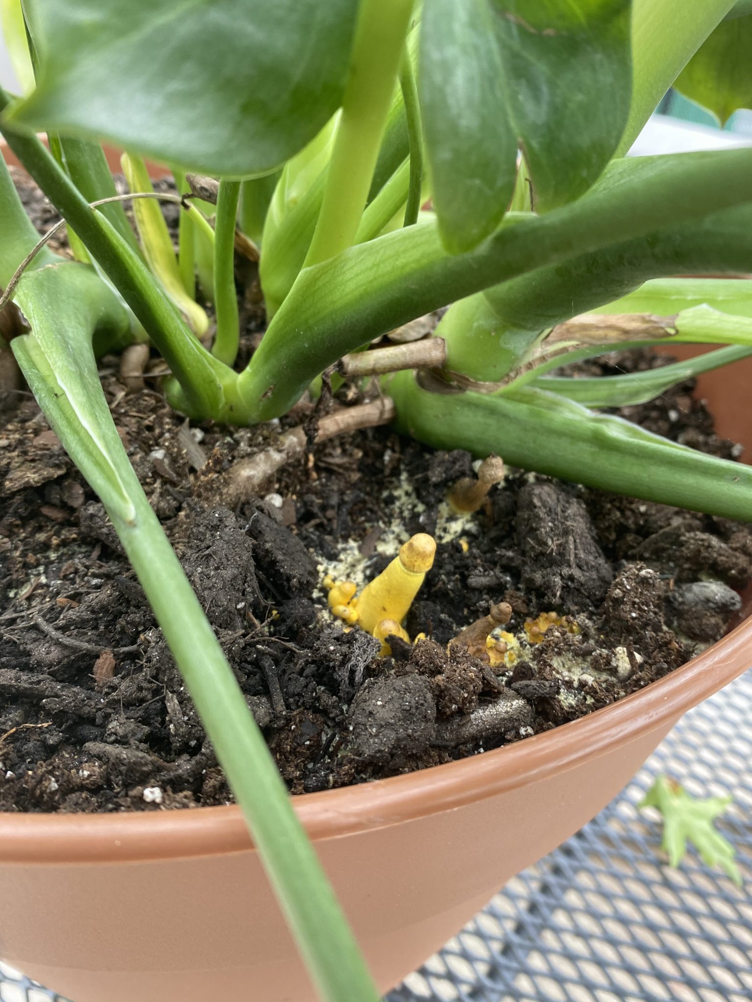 yellow-mushrooms-in-my-houseplant-what-i-did-wrong-and-what-happened-to-the-plant-your-family