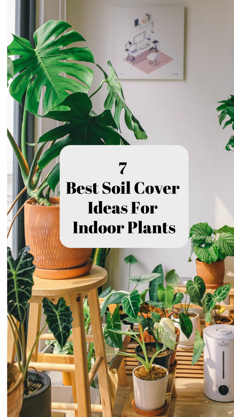 7 Best Soil Cover Ideas For Indoor Plants - It's Me Lady G