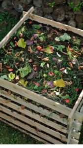 Maggots in your compost tips