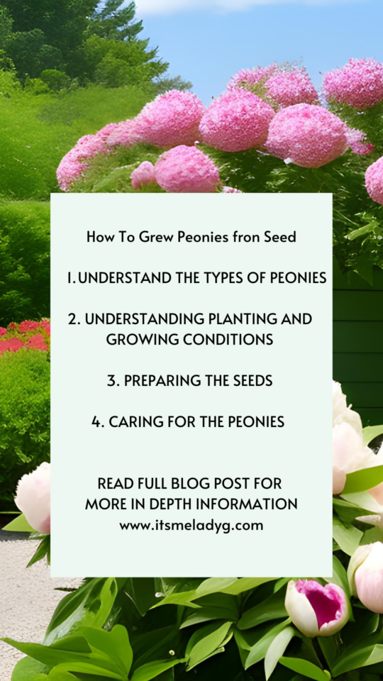 How To Grow Peonies From Seed Peony Growing & Care Guide It's Me Lady G