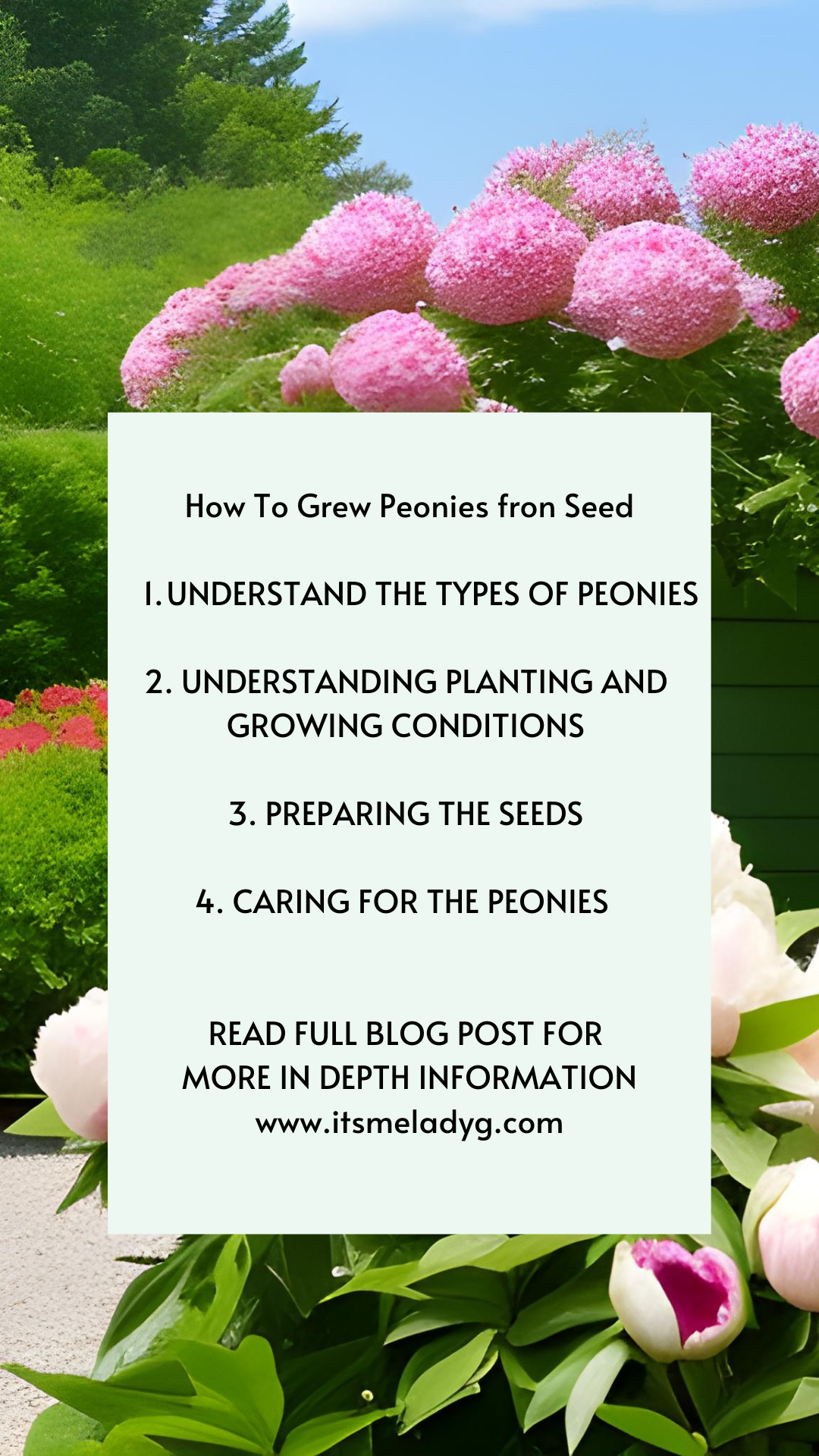 (50+ Seeds) Peony Seeds for Planting