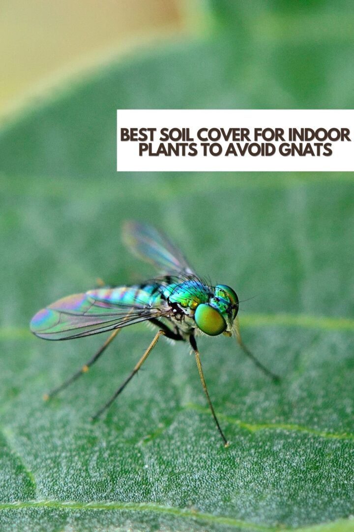 Best Soil Cover For Indoor Plants To Avoid Gnats - It's Me Lady G