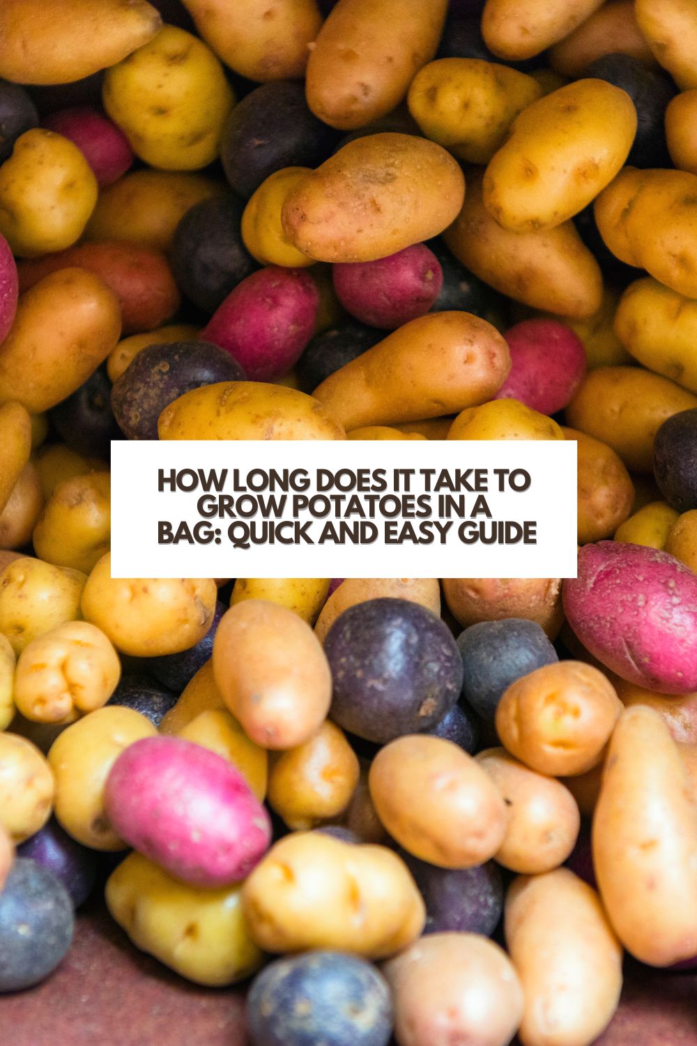 How to grow potatoes in a bag: everything you need to know