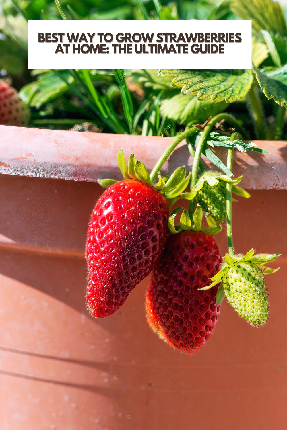 https://www.itsmeladyg.com/wp-content/uploads/2023/11/Best-Way-to-Grow-Strawberries-at-Home-The-Ultimate-Guide.png