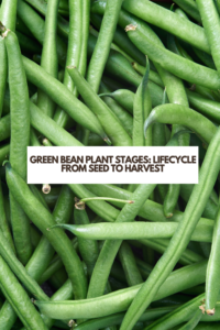 Green Bean Plant Stages