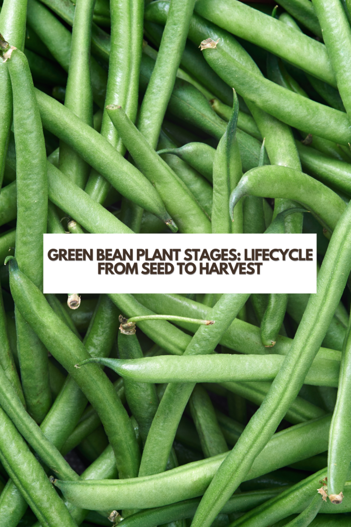 Green Bean Plant Stages Lifecycle From Seed To Harvest Its Me Lady G 6946